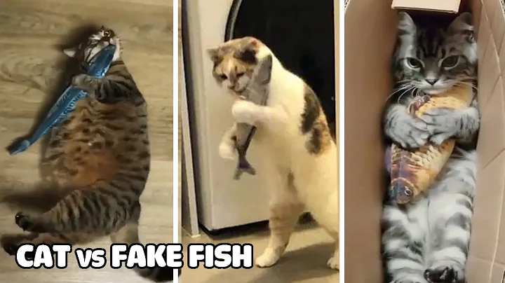 Video 11428771: funny cat eating, cat playing eating, laugh cat, cat reaction, cat fish