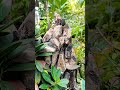 tieu canh #caytrong #bonsai #cay phong thuy