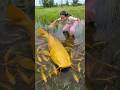 Survival Skills: SMART idea and USEFUL in Forest #camping #turtletrap #fishing #survival #skills