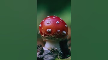 The Art & Science of Cultivation #mushroom #mycology #mushroomgrowing #organicgardening