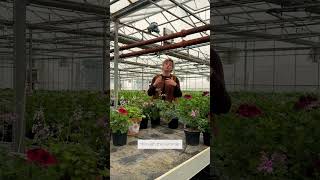 Pelargoniums are the most low-maintenance plants