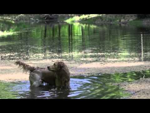 რეჯი, მცურავი საოცრება