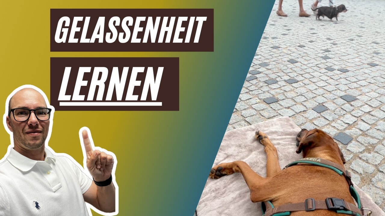 Warum dein Hund immer noch gestresst ist (obwohl du so auf Ruhe achtest)