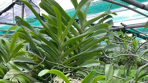 đai trâu rừng đầm lầy đẹp giá rẻ. sđt zalo 0987157820