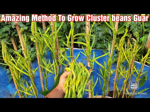 Amazing  Method of Growing cluster beans(Guar) in Containers in 45 days with Guaranteed