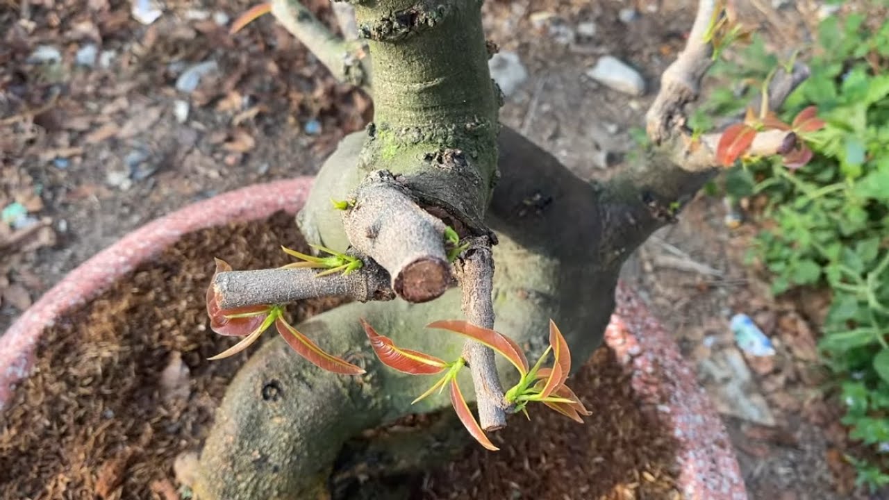 mai suy yếu sau khi chơi Tết nguyên nhân và cách chăm sóc hồi phục