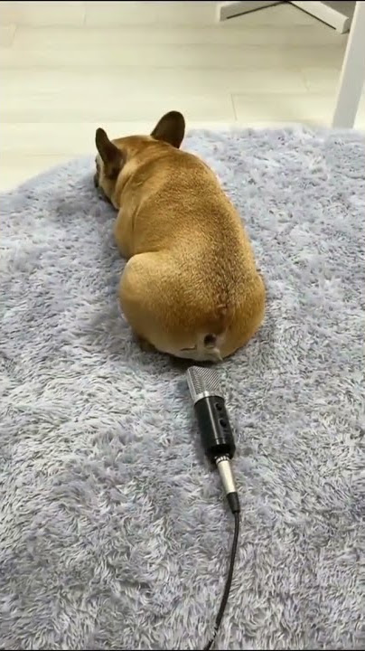 Download lagu Dog Farting In Mic Kutte Ne Mic Mein Pada #Shorts #YoutubeShorts #Funny #Comedy #Viral #Trending