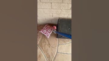 Rattlesnake behind a pillow