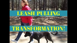 Leash Pulling Transformation - Dog Training Peachtree City Ga by TrueLifeK9 398 views 7 years ago 1 minute, 13 seconds