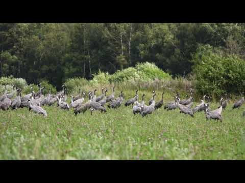 Video: Loodus Ja Kodu Saavad Kokku Lluvia Residentsis