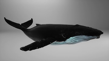 3D Humpback Whale Animation - Rendered in Octane