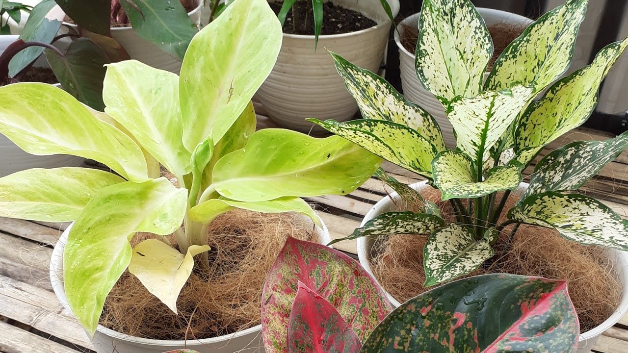  Cara Menanam Aglaonema  How To Plant Aglaonema  YouTube