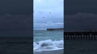 #atlantic #ocean #morning #birds