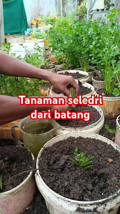cara menanam seledri dari batang #shorst #gardening #budidayatanaman #garden #fypage