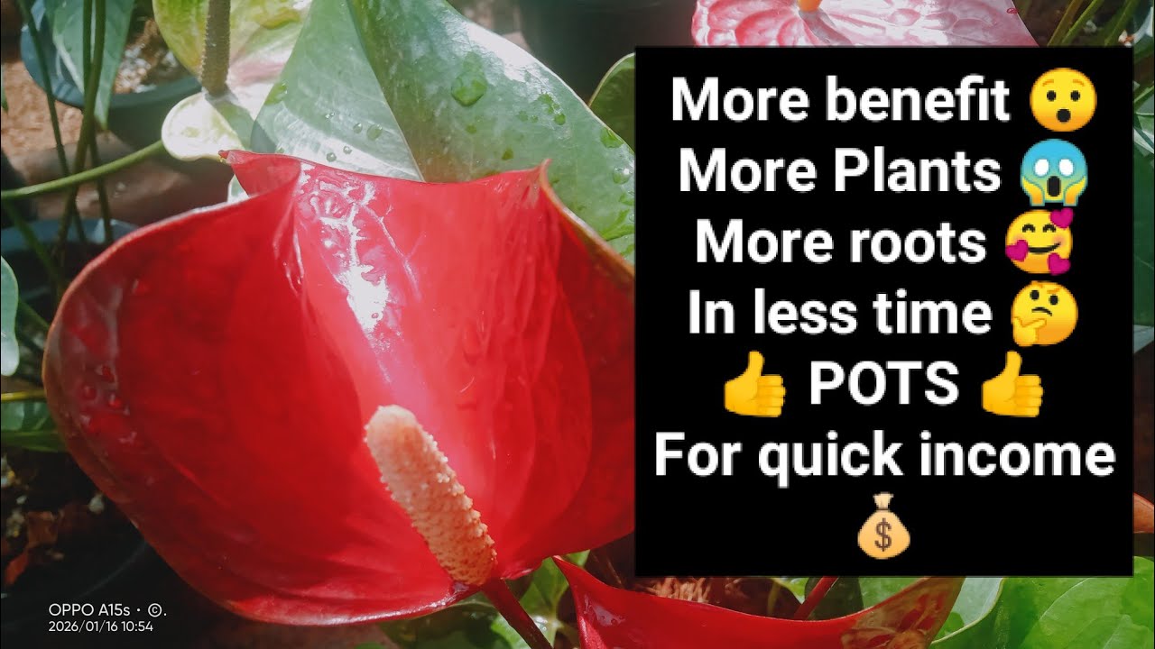 වැඩි ප්‍රතිලාභ...වැඩි පැළ...අඩු කාලයකින් ඉක්මන් ආදයමට 🤔 පෝච්චි 😯