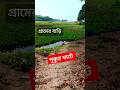 নড়াইলে গ্রামের বাড়ি পুকুর ঘাটে যাওয়ার সময় ভিডিও করলাম দেখুন কত সুন্দর গ্রাম বাংলার দৃশ্য