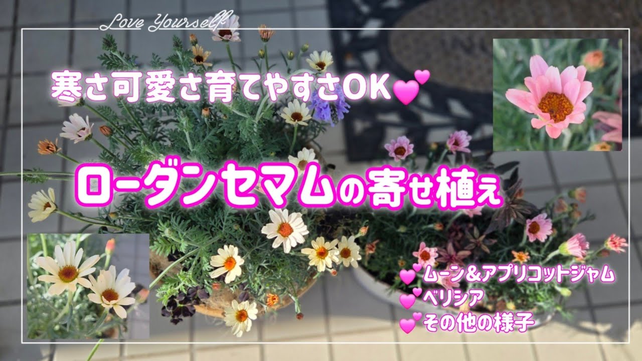 【ローダンセマムの寄せ植え】春満開は大満足💕良いお花です🥰