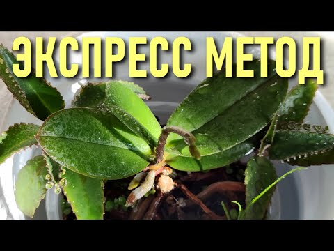 Video: Šta uzrokuje cijepanje listova phalaenopsis?