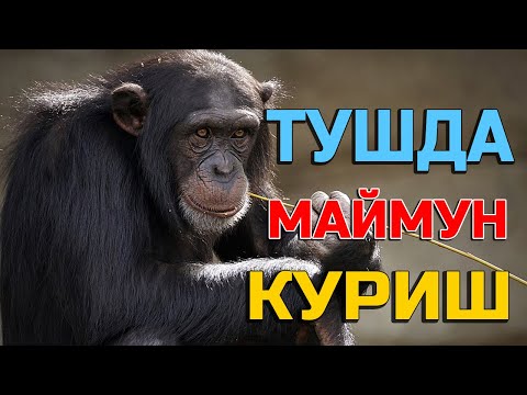 Video: Nega maymun tushida tush ko'radi