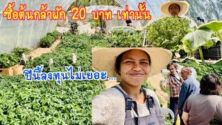 EP709| ลุงและป้าเพื่อนบ้านพามาเที่ยวซื้อ ต้นกล้าผัก 🍀 ต้นล่ะ 20 บาท เท่านั้น