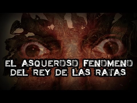 Vídeo: El Rey Rata Es Un Misterio De La Naturaleza Que No Tiene Explicación - Vista Alternativa