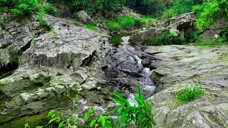 Gentle Sound of The Upstream Stream | Forest Birds | Forest Sounds | Relaxing Water Sounds | ASRM