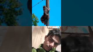 बंदर 🐒को बहुत महंगा पड़ा😭 खेलना💥🤬 #ytshorts #tiktok #reels #respect #status #shorts #viral #video