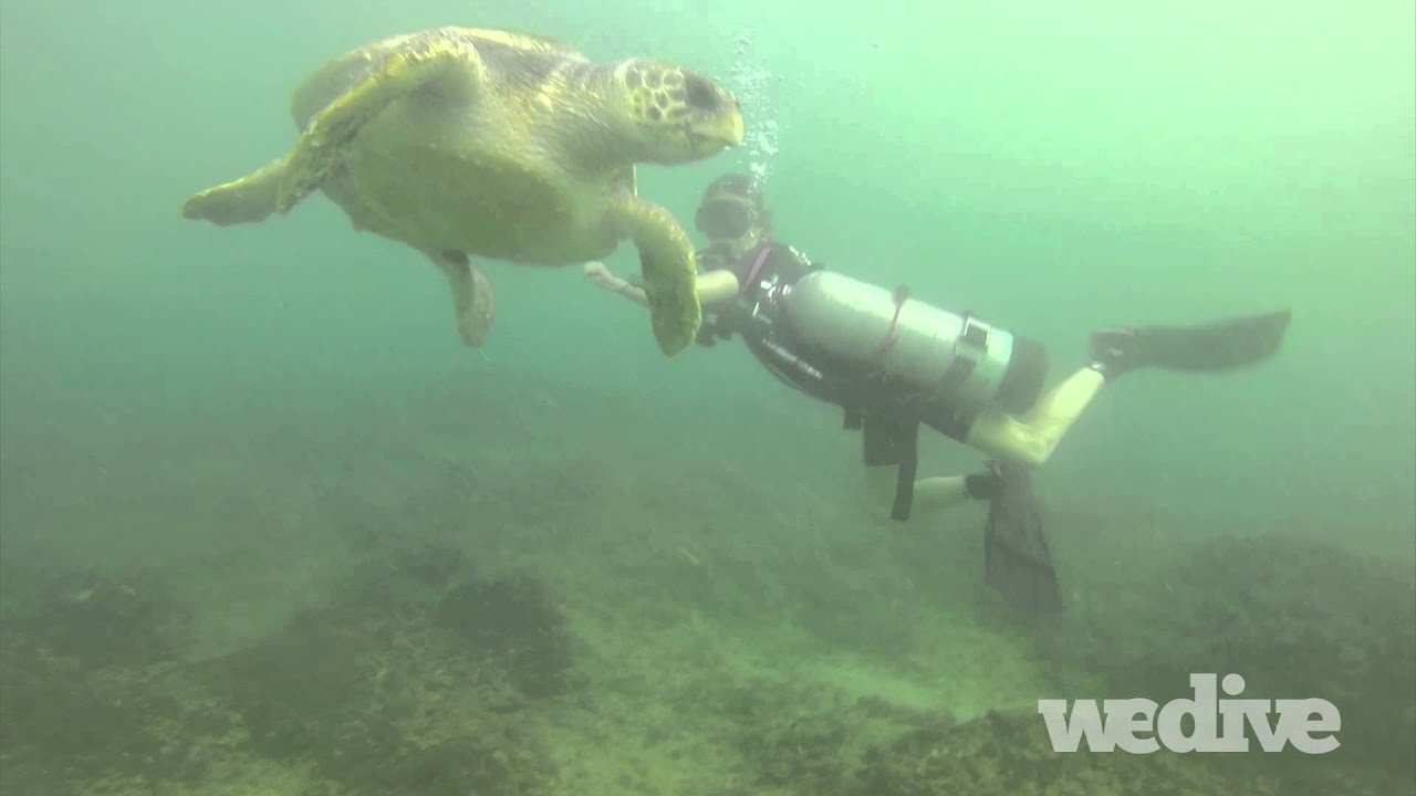 WEDIVE Encounters - Curious Turtle at AUB wall