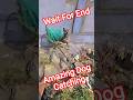 Amazing Dog Catching #dog #streetdogplanet44 #shorts #ytviral #pets #abc #shortsfeed #dogs