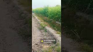 Dasi Chora #video #trending #shorts #chora #dasi