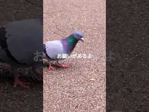 食べ物は食べやすく細かくして欲しい!一般の鳩より🐤#shorts