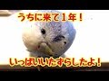 あーちゃんと過ごした１年！【セキセイインコ】
