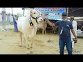 Karachi Cow and Bakra Mandi 2019 Vlog  | Sohrab Goth Maweshi Mandi