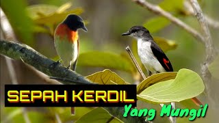 Burung Super Aktif SEPAH KERDIL | Very Active LITTLE MINIVET | EduBird Project