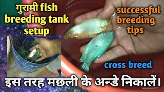 Gurami cross breed gold and blue, gurami breeding setup.