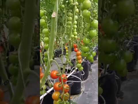 Video: Cara mengikat tomat di rumah kaca: tips untuk tukang kebun