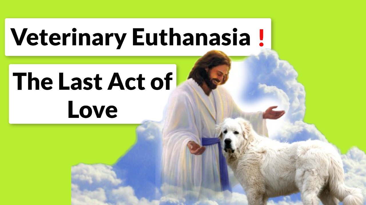 Are More Cats Euthanized Than Dogs?