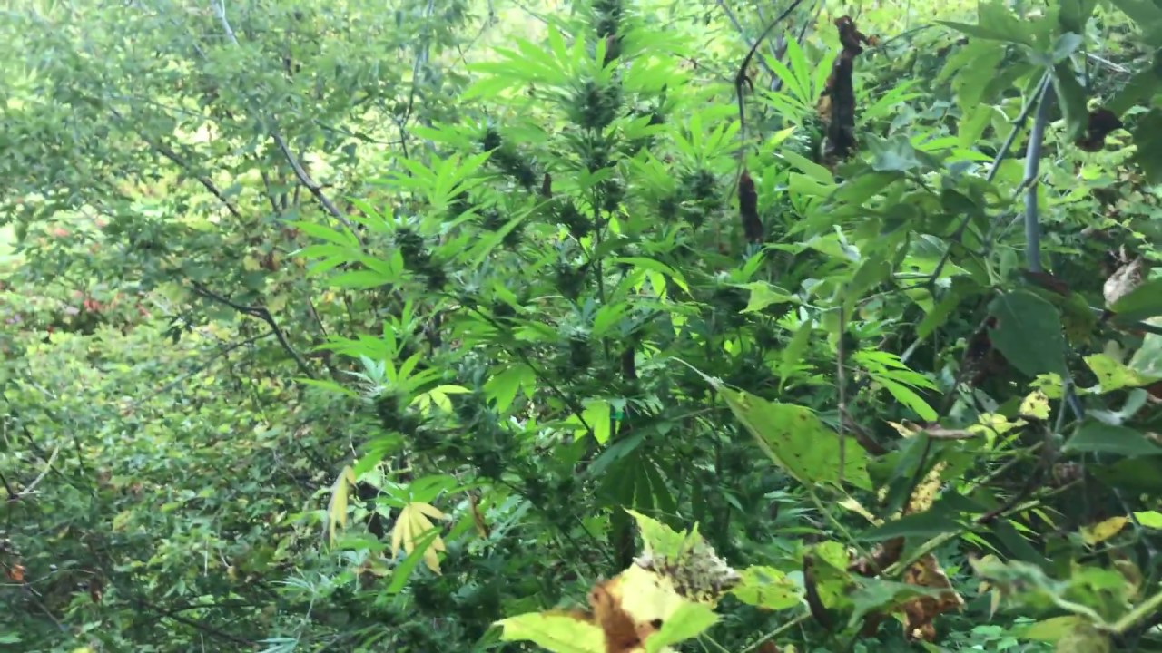 Cannabis Grow September 23 2017