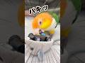 飼い主「それ3000円したんだけど…」→秒でこうなりましたww #shorts