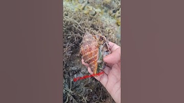 live conch shell❤️ #shortsvideo #youtubereels #shorts