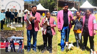 Best Jack Russell Terrier Dog Kennel In Indiajack Russell Puppy