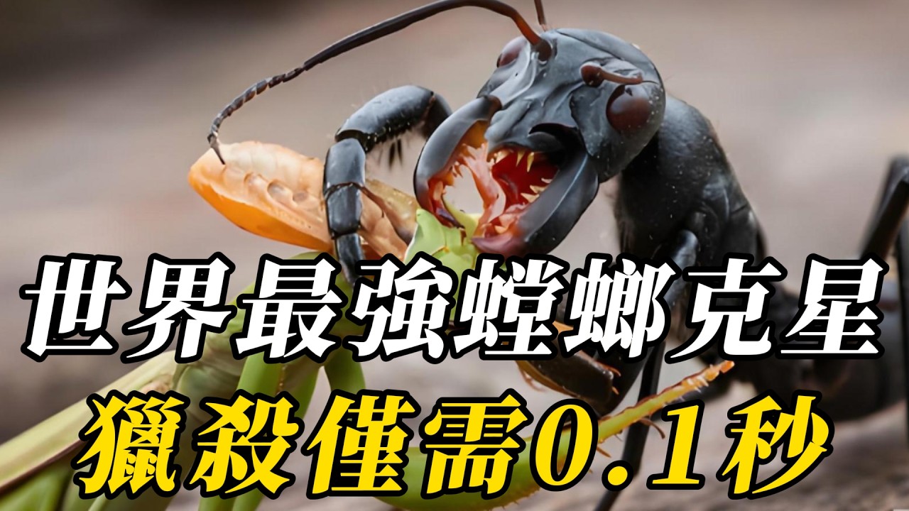 全世界最致命的的10種蟑螂克星，遇見第八名百米之外都要逃！落到第壹名手裏簡直生不如死，比殺蟲劑還狠！#世界之最 #动物世界 #科普 #百科密码 #动物 #知识渊博
