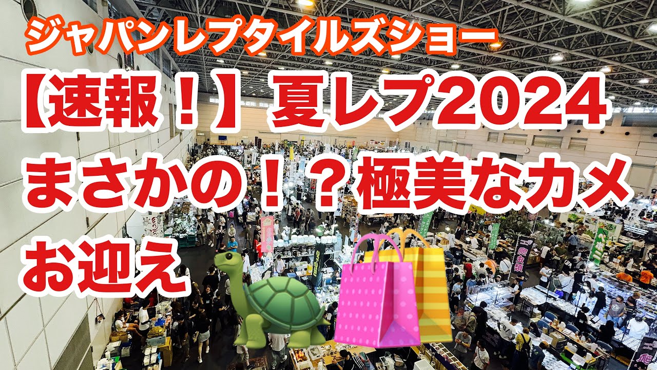 【夏レプ①】爆安！成長したサイズの綺麗なカメを購入しました。
