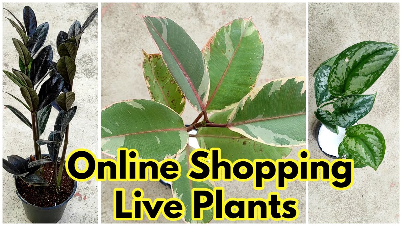 Online Live Plants Unboxing Live Plants From Amazon Seller The Four