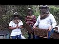 Abejas Italianas(apicultura en Peru)