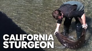 Wrestling a 100lb+ Sturgeon for Caviar