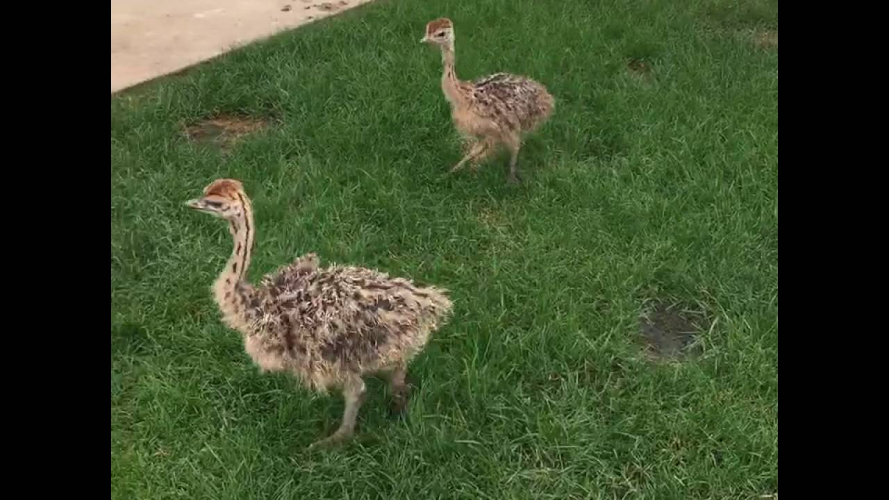 Morning ostrich exercising educational research and reviews