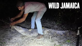 WILD COW HUNT AND CROCODILE RESCUE UNTAMED JAMAICAN WILD (LANGUAGE)