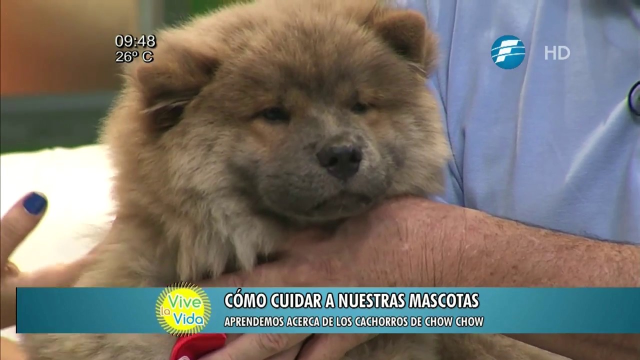 ¡Cuidado Especial De Chow Chow!