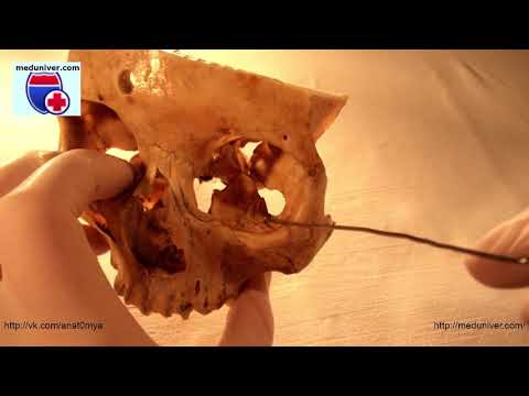 Anatomy of the zygomatic bone - meduniver.com